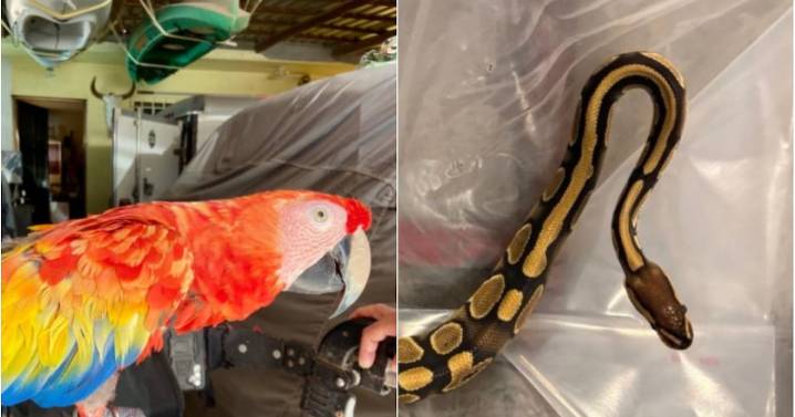 La operación masiva contra el tráfico de especies que logró incautar 30.000 animales vivos en 134 países