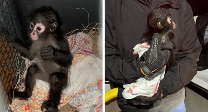 Rescatan a mono araña transportado ilegalmente en Monterrey