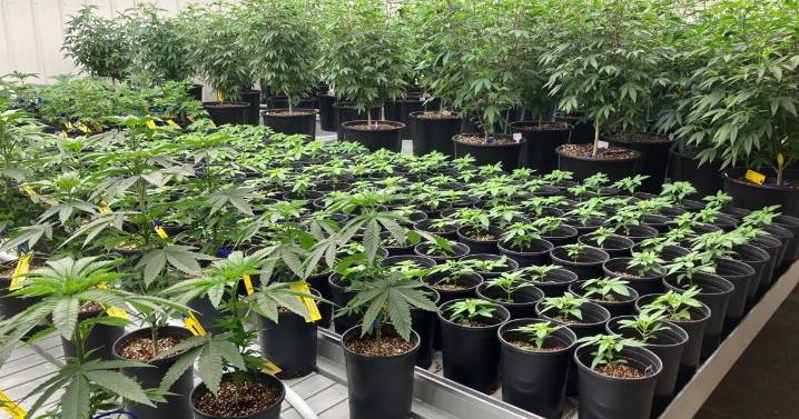 Alabama’s long wait for medicinal cannabis could be nearing end as commission awards dispensary licenses