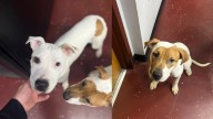 3 accused of abandoning dogs in Watervliet on Thanksgiving