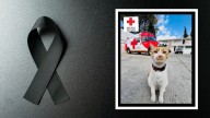 Muere atropellado Cruzberto, gatito paramédico de la Cruz Roja