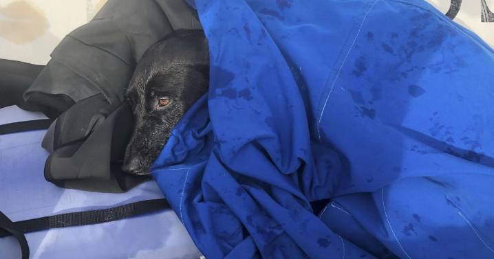 Lifeguards rescue dog swept out to sea by rip current off San Diego coast