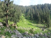 Jammu Kashmir Diverted 925 Hectares of Forests Since 2021