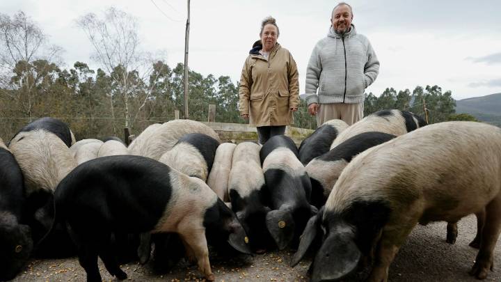 «Meu irmán e mais eu estamos moi contentos criando porco celta en Xove»