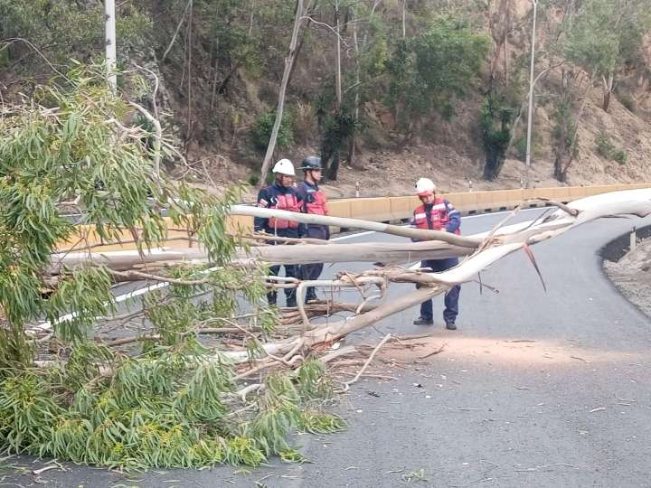 Bomberos de Miranda talan árbol que representaba riesgo en el km 07 de la Panamericana
