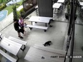 Seal galumphs into New Zealand bar