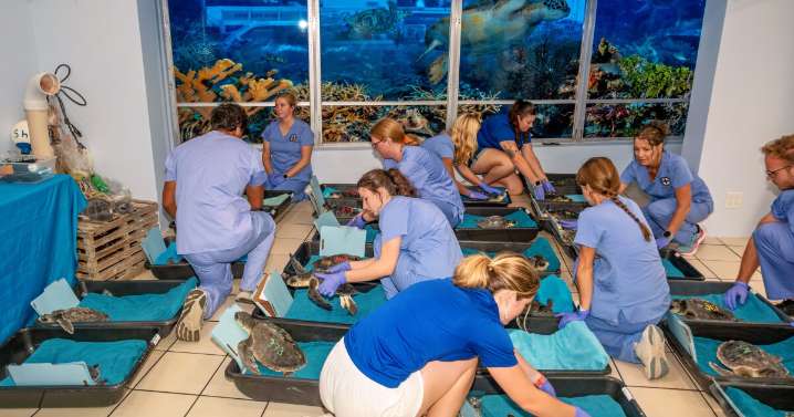 Rescued Kemp's ridley sea turtles on the mend at Keys turtle hospital