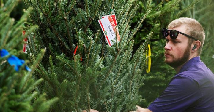 3 steps for keeping your Christmas tree fresh and healthy: Dan Gill's advice