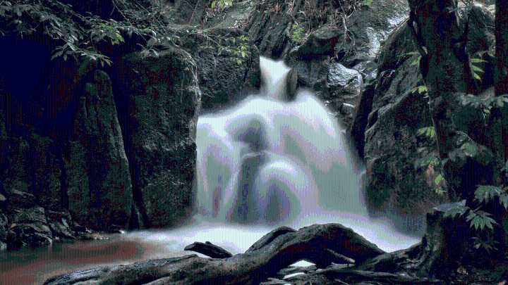 ‘Fairy’ Species Found Hiding in Popular Forest Park