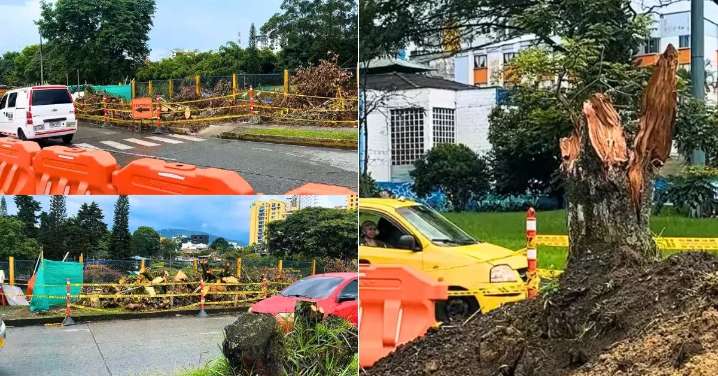 Renovación verde en Armenia: por cada árbol talado en la obra de la glorieta de Bomberos, se sembrarán cuatro más