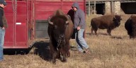 Pioneers Park Nature Center welcomes new female bison to herd
