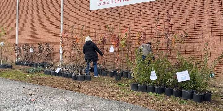 Batesburg-Leesville residents receive hundreds of free trees after Hurricane Helene destroyed many