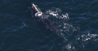 Scientists: Right whale spotted off Boston traveled 3K miles
