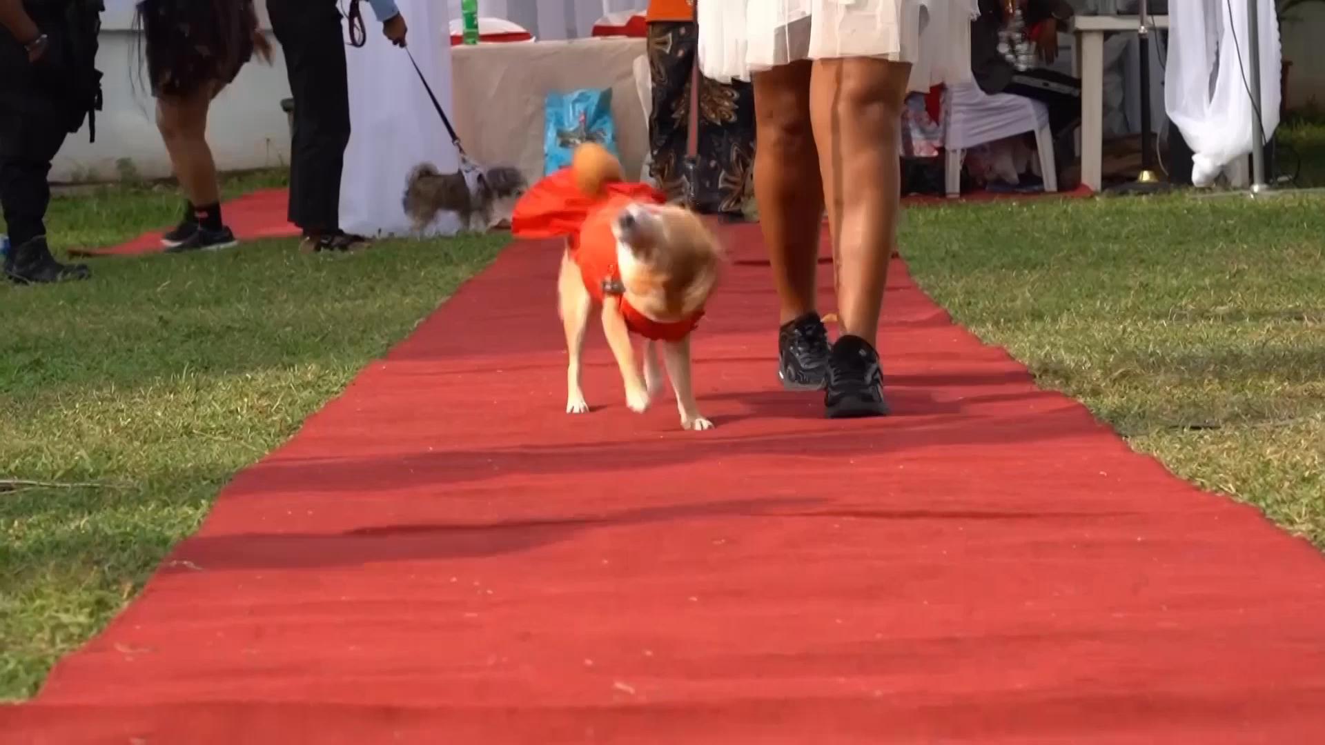 Lagos dog carnival celebrates growing canine culture in Nigeria’s commercial hub