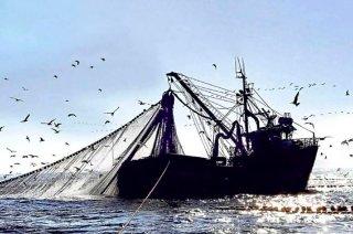Sector pesca creció 25.70% en octubre por mayor consumo humano directo, según INEI