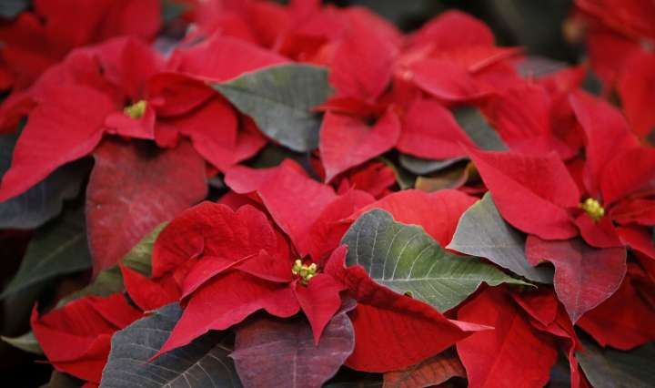 What happens if your pet eats your poinsettia?