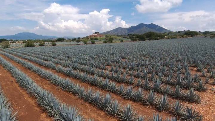 Blindan agaveros su precio ante caída por sobreproducción