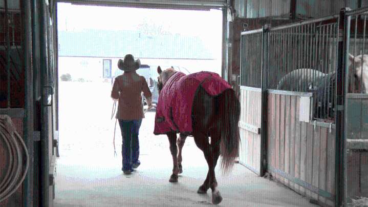 Equine Herpesvirus outbreak spreads across North America, interrupting major events and impacting Arkansas trainer