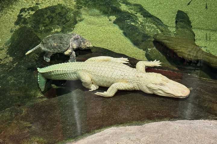 San Francisco's beloved albino alligator Claude dies at 30
