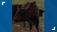 Bison shot and killed, beheaded at Cooke County property, officials say