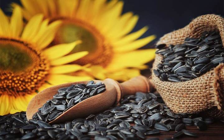 “Alto interés”. Fue récord la molienda de un cultivo cuyo aceite vive un boom de ventas