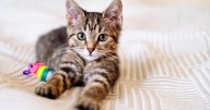 California ban on cat declawing to take effect in 2026