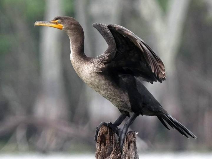 LUKE CLAYTON: Cormorants are Here for the Winter