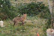 Two exotic serval cats spotted roaming Reservoir Hill