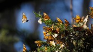 Trump retrasa decisión federal sobre protección a la mariposa monarca