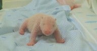 Java island zoo releases photos of the first panda cub born in Indonesia