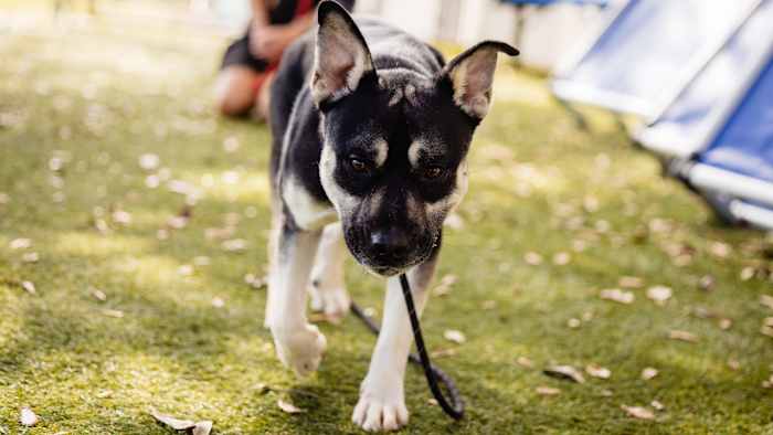 WATCH LIVE at 10 a.m.: Trooper Steve on Patrol highlights ‘unforgettable pup’ for adoption in Orange County