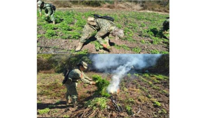 Ejército destruye un plantío de mariguana en Los Mezcales, en Culiacán