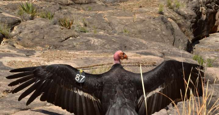 Earth Notes: Aeroecology of Condors