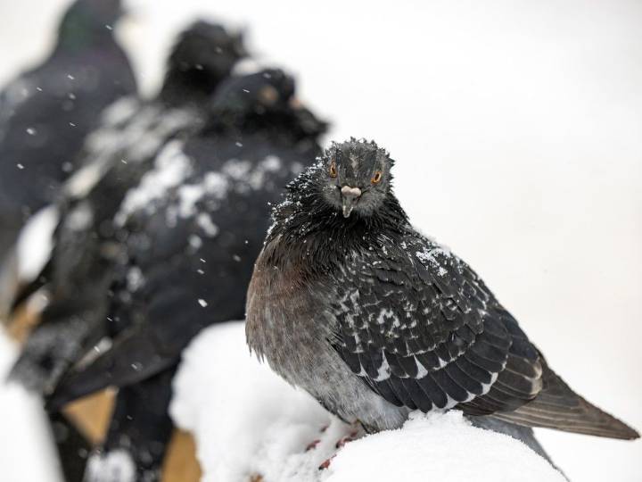 Montreal storm that tried its best turns morning commute into a slippery, slushy mess