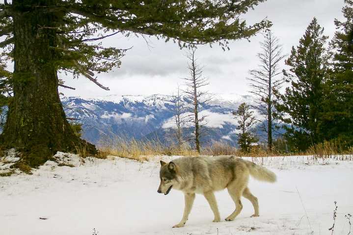 Oregon congressman Cliff Bentz is pushing to remove gray wolves from Endangered Species Act