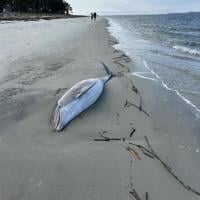 2 dolphins stranded on SC coast. Experts say don’t panic.