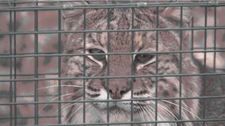 Indiana bobcat trapping season ends early