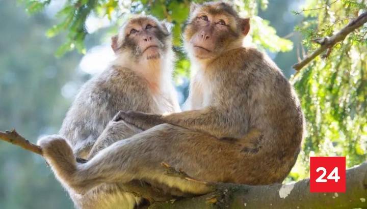 Monos desafían a la ciencia: logran seguir el ritmo de los Backstreet Boys