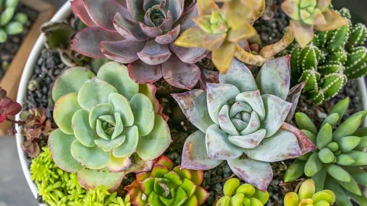 Can I Leave Leaves In A Succulent, Or Is It Harming The Plant?