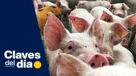 Claves del día | Peste porcina: sin ningún riesgo para humanos