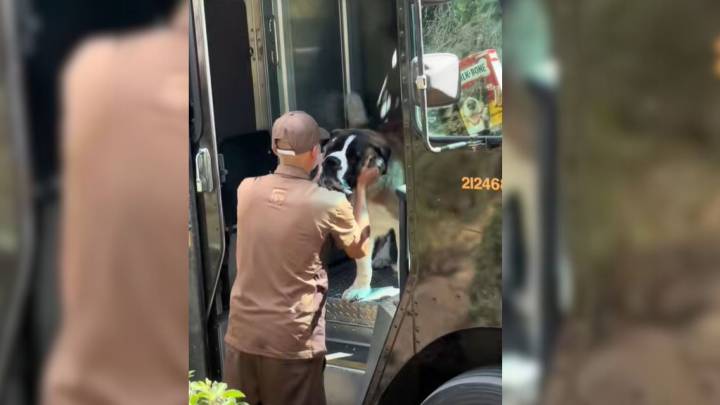 California UPS Driver Surprised By 3 St. Bernards in His Truck And What Happened Next Will Melt Your Heart