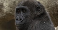 Gorillas arrive at San Antonio Zoo for first time in 35 years