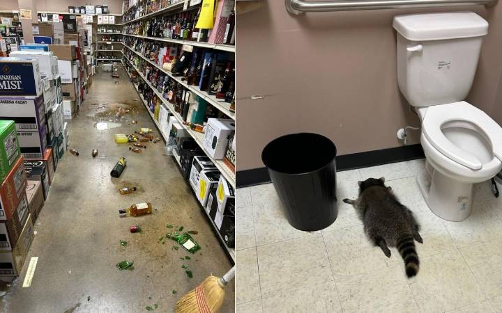 Posada animal: Mapache se emborracha en tienda de licores de EE.UU. y se desmaya en el baño