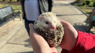 Kentucky breeder talks hedgehog population decline in Europe