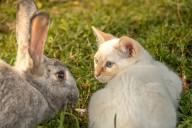 Pet grave photographer captures decades of unconditional love