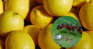 Con una sola fruta: el truco 100% efectivo para eliminar las hormigas