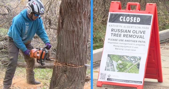 Timber!: Russian olive tree removal project underway at Kathryn Albertson Park