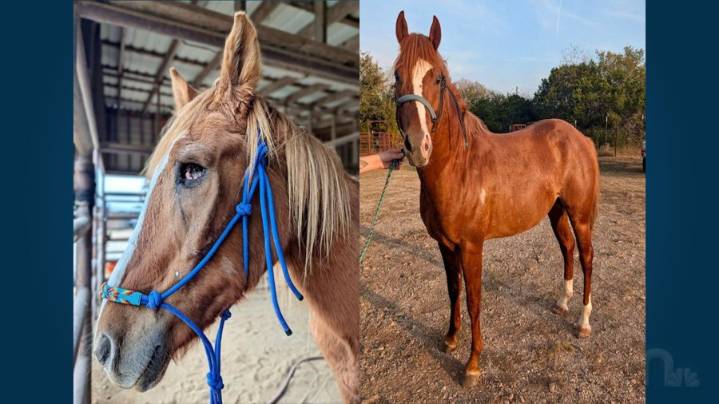 Animal rescue gives update on 5 rescued horses, continues to ask for donations