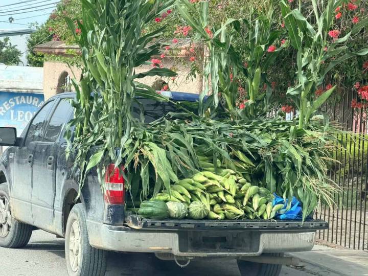 Productores agrícolas venden elote fresco en Valle San Fernando