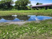 La APA estudia muestras de agua del Río Negro donde se detectaron peces muertos